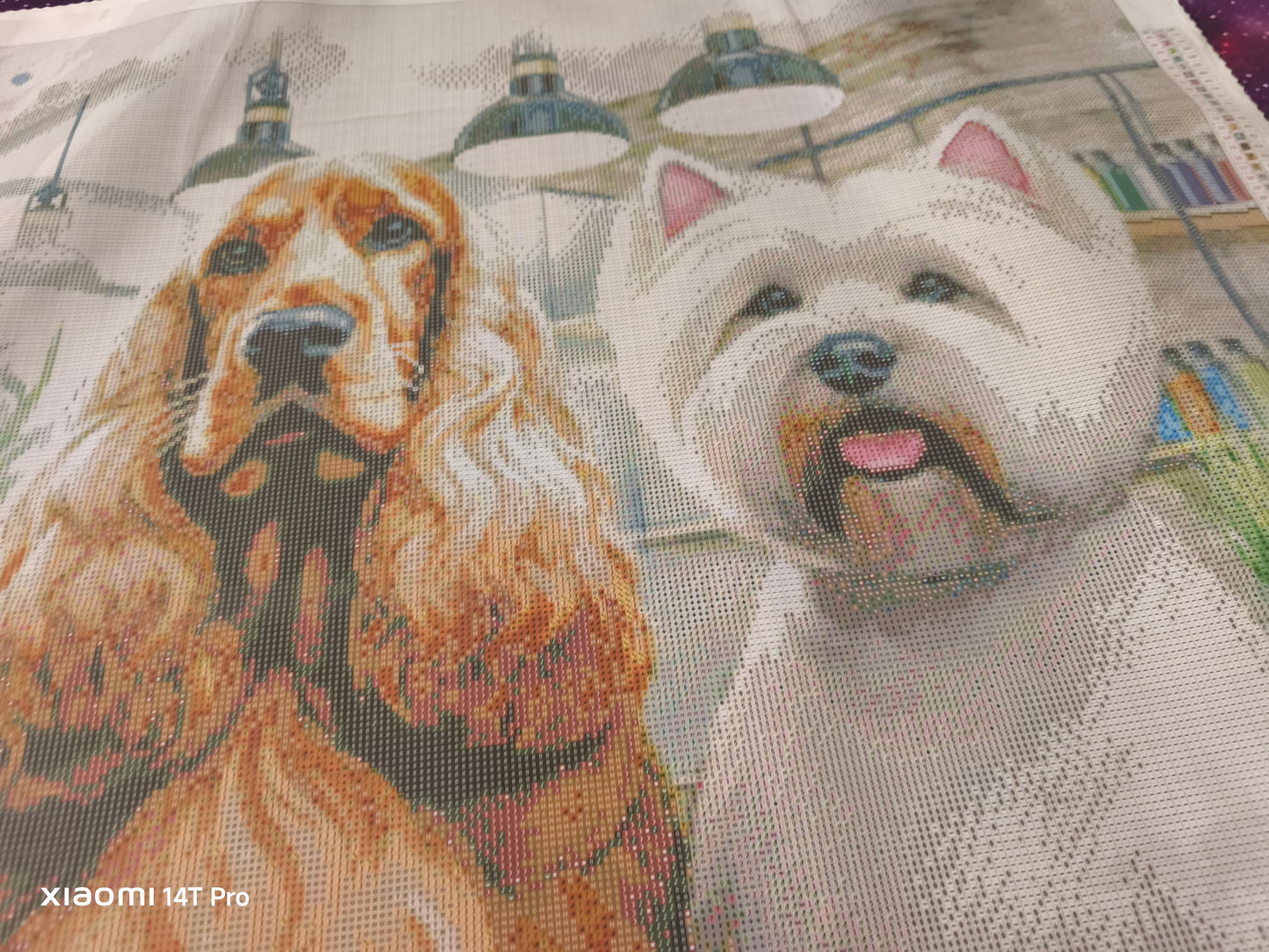 🪐Cocker et westie au salon de toilettage