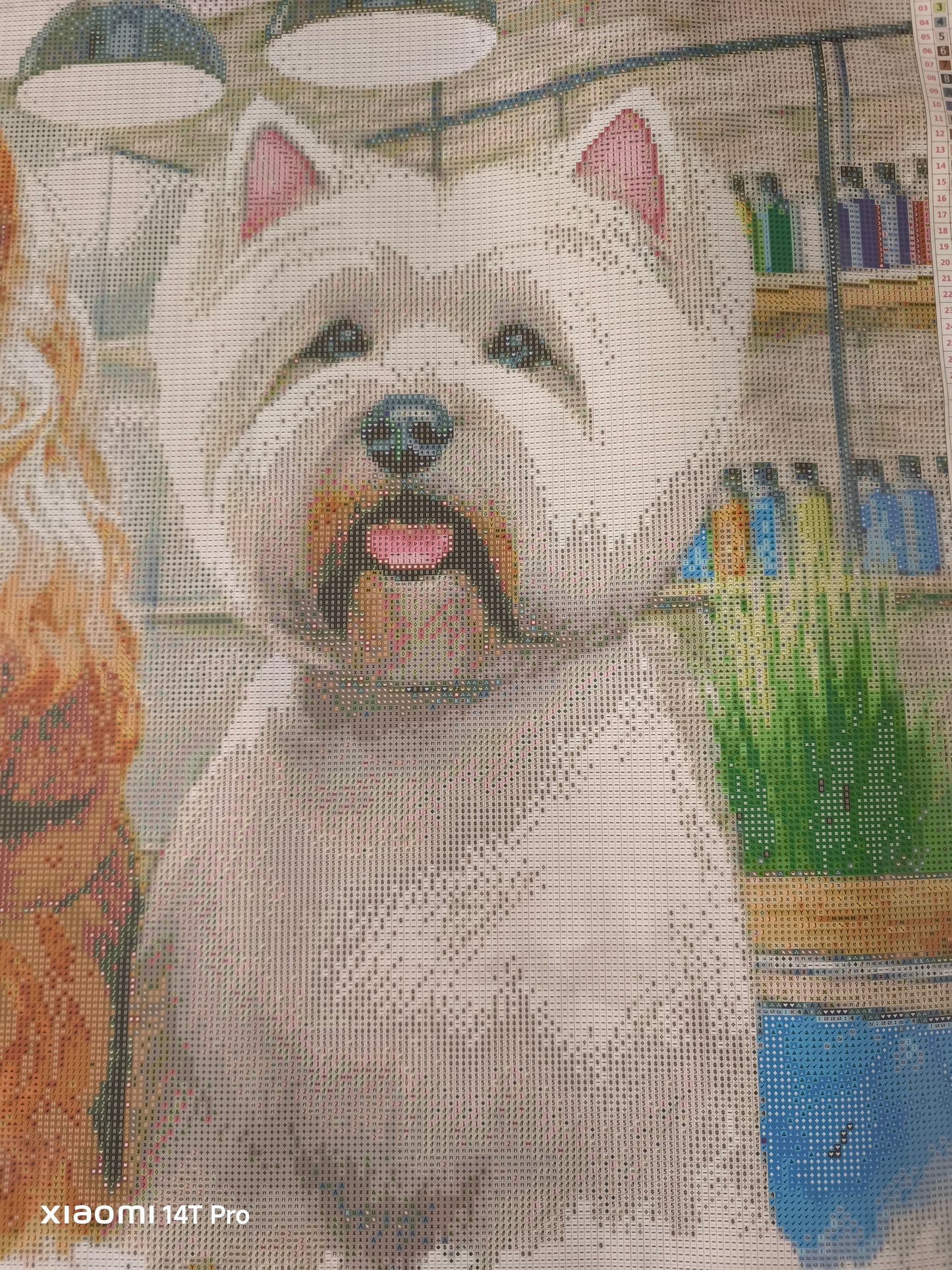 🪐Cocker et westie au salon de toilettage