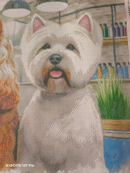🪐Cocker et westie au salon de toilettage
